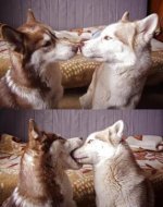 Husky  Kiss.jpg