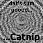 catnip.jpg