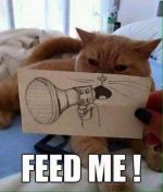 cat feed me.jpg