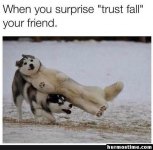 dog trust fall.jpg