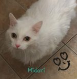 Mid cat 20190308_202923.jpg