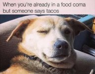 Funny dog funny-pics-18.jpg