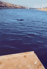 183A4B38-6A9F-4463-83E0-3D74495729C5.gif