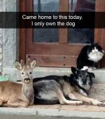 dog deer.jpg