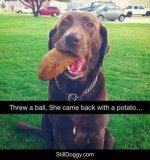 dog potato.jpg