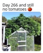 Weed tomato_1573916669873.jpg