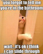 cat bathroom.jpg