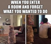 cat enter a room.jpg