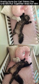 cat crib.jpg