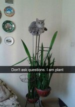 cat plant.jpg