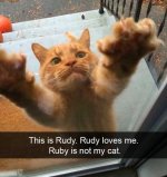 cat rudy.jpg