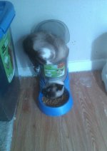 Cat in food bowl.jpg