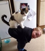 cat on kid.jpg