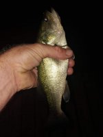 River bass_1597324616343.jpg