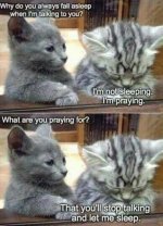 cat prayer.jpg