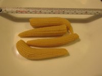 Corn not yet on the cob.jpg