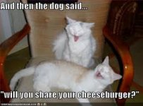 Kitty cheeseburger.jpg