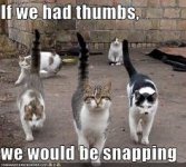 Kitty snapping.jpg