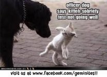 kitty sobriety test.jpg