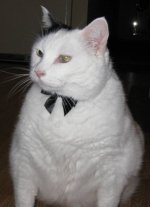 caturday560.jpg