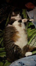 caturday561.jpg