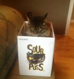 caturday563.jpg