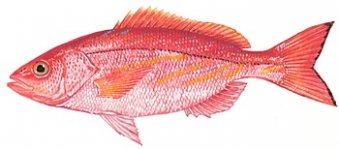 vermillion_snapper.jpg