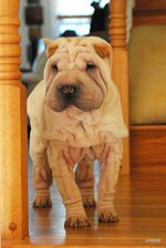 wrinkley_dog.jpg