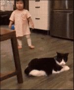 Cat-Trippin.gif