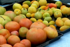 tomatoes_080909_2_P1030636.JPG