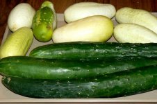 cukes_080909_P1030639.JPG