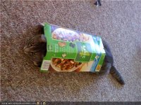 catinabox.jpg