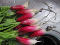 Radishes 6-12.JPG