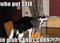 candy-cat.jpg