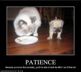 cute-puppy-pictures-patience-beat.jpg