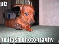 funny-dog-pictures-flash-photograghy.jpg