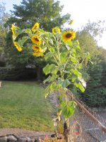 Sunflower -One-stalk multi.JPG