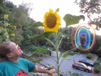 Kathy and Bruce's sunflower, Aug. 2017.JPG