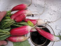 Huge radishes 6-12.JPG