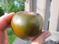 Brown tomatoes, close.JPG