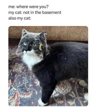 Cat basement.jpg