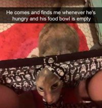 Cat hungry, LOL!.jpg