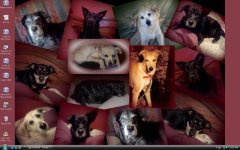 furbabies.jpg