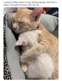 CAT KITTEN.jpg
