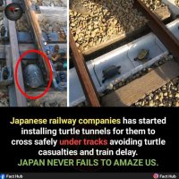 DYK955.jpg