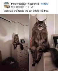 caturday422.jpg