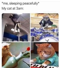 caturday423.jpg