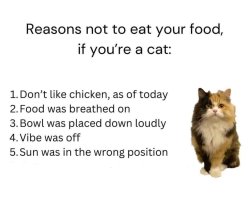 caturday425.jpg