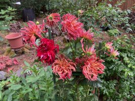 IMG_4646.jpeg
