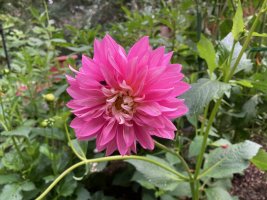 IMG_4645.jpeg